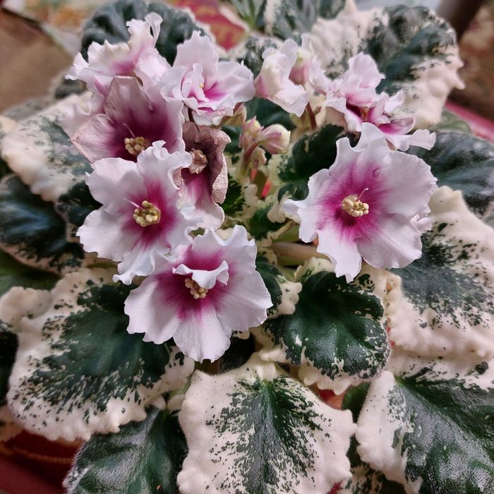 Сортовые фиалки лист 500тг