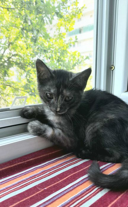Котенок в Добрые руки. Бесплатно. Девочка - 2,5 месяца.