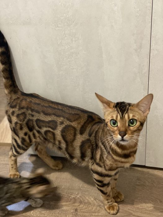 Бенгалски котенца