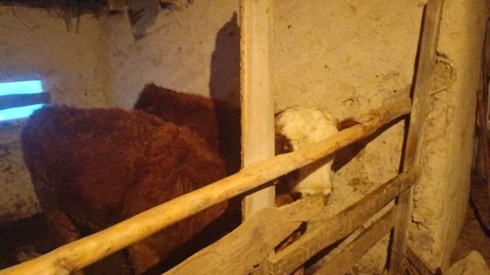 Продам 2 бычка отдельно