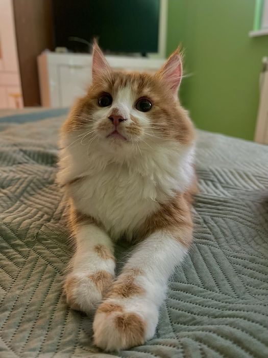 Подарявам дългокосмест мъжки котарак