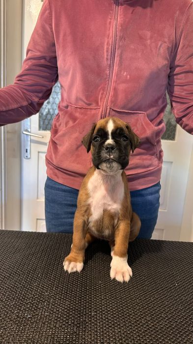 Puii Boxer German de vânzare