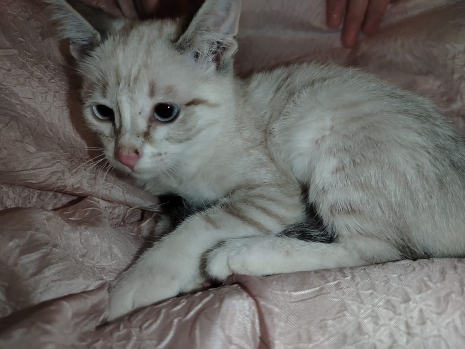 Отдам даром котят срочно.