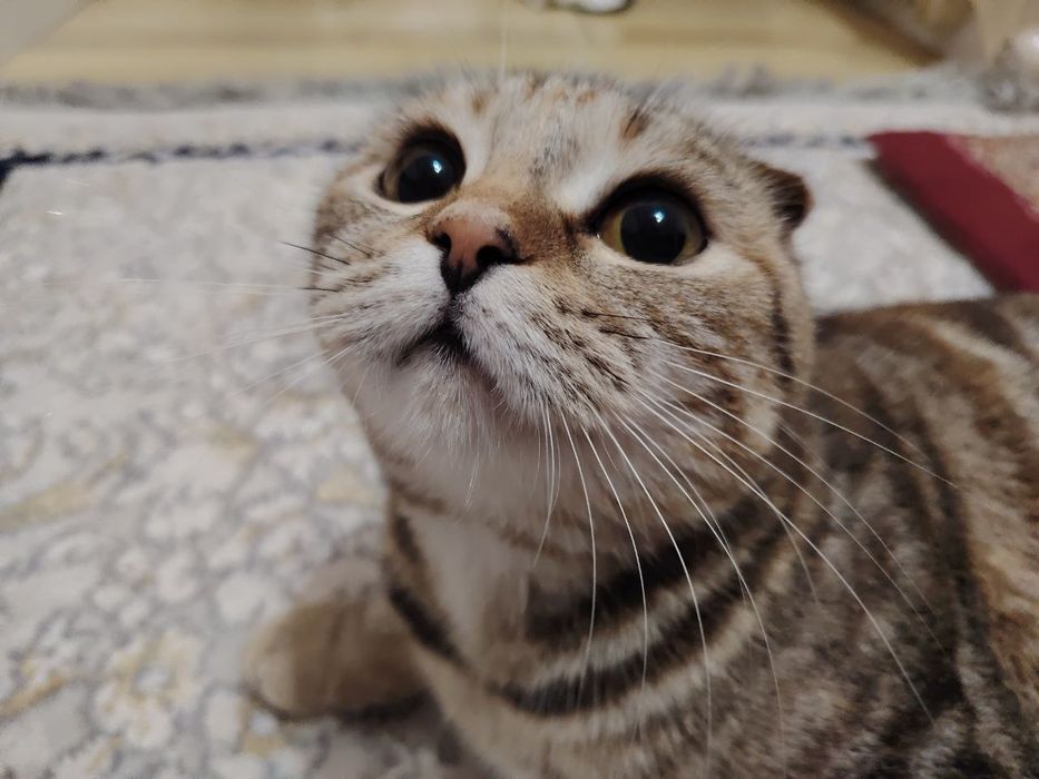 Кошка скотч страйт