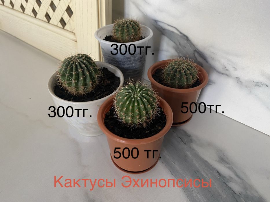 Комнатные цветы(растения)