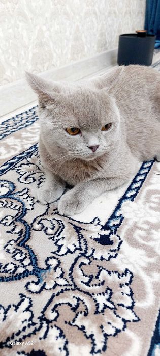 Продам кошку. Порода британская страйт, привозная чистокровная.