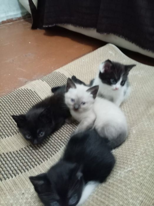 Отдам котят даром