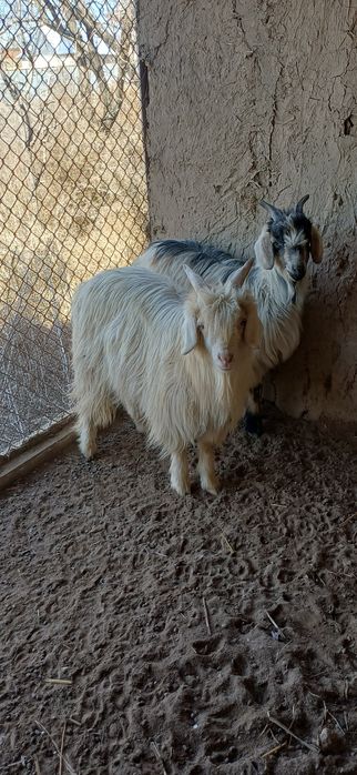 Ешкі сатылады туша