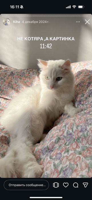 Отдам кота БЕСПЛАТНО