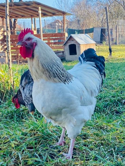 Vând cocoși SUSSEX