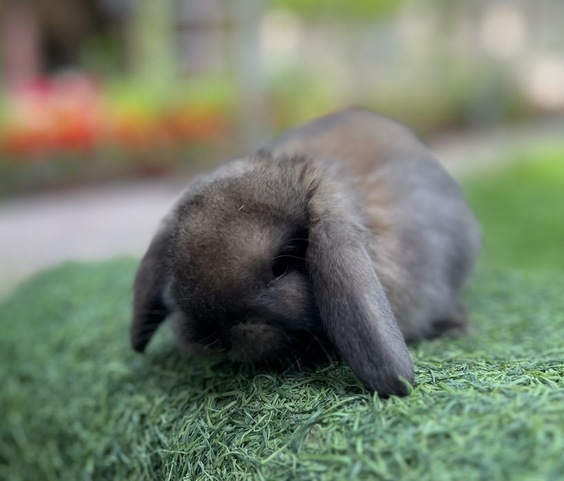 Евро Карлик куенлар фото реал хаммаси сотвуда бор