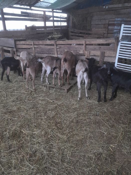 2  Capre de lapte și 7  iede