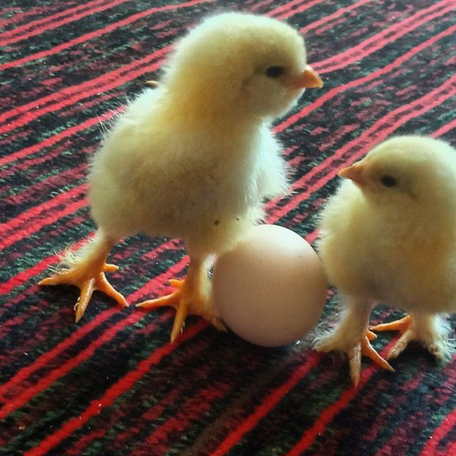 Бедана 30 кунлик