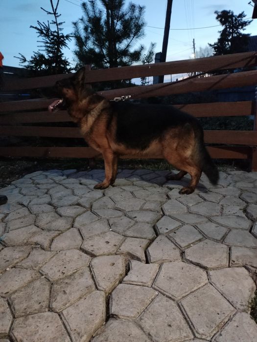 Щенок немецкой овчарки