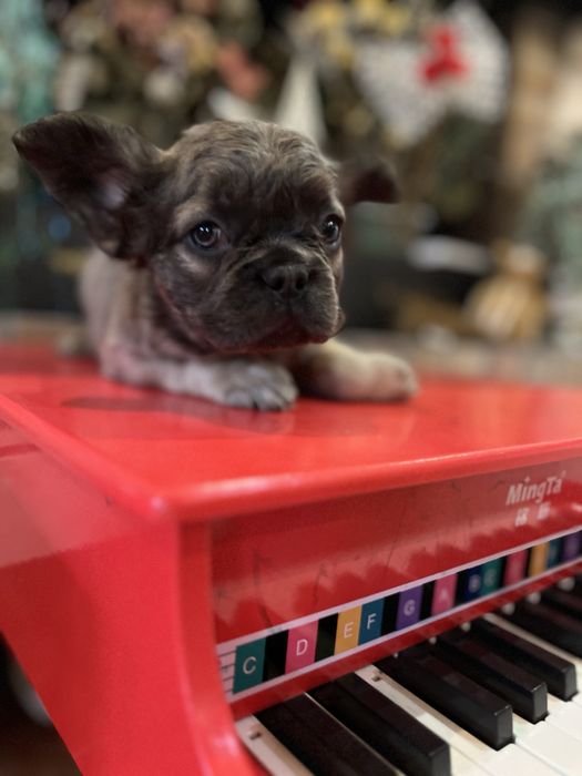 Bulldog francez Fluffy