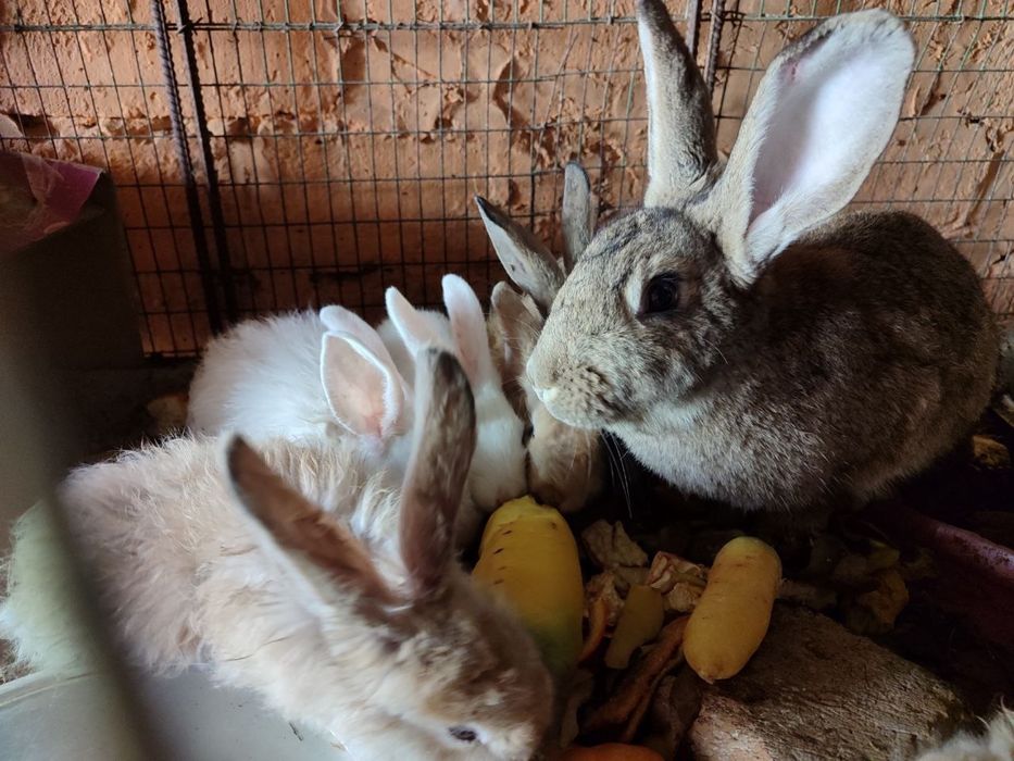 Она бола куйонлар 7 та боласи бор