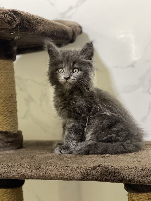 Котенок Мейн Кун