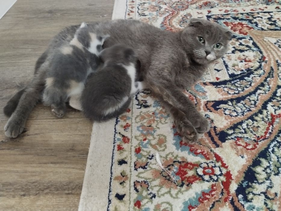 Шотландық мысықтың қыздарын сатамын