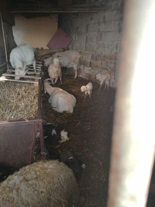 Овце и кози за продажба