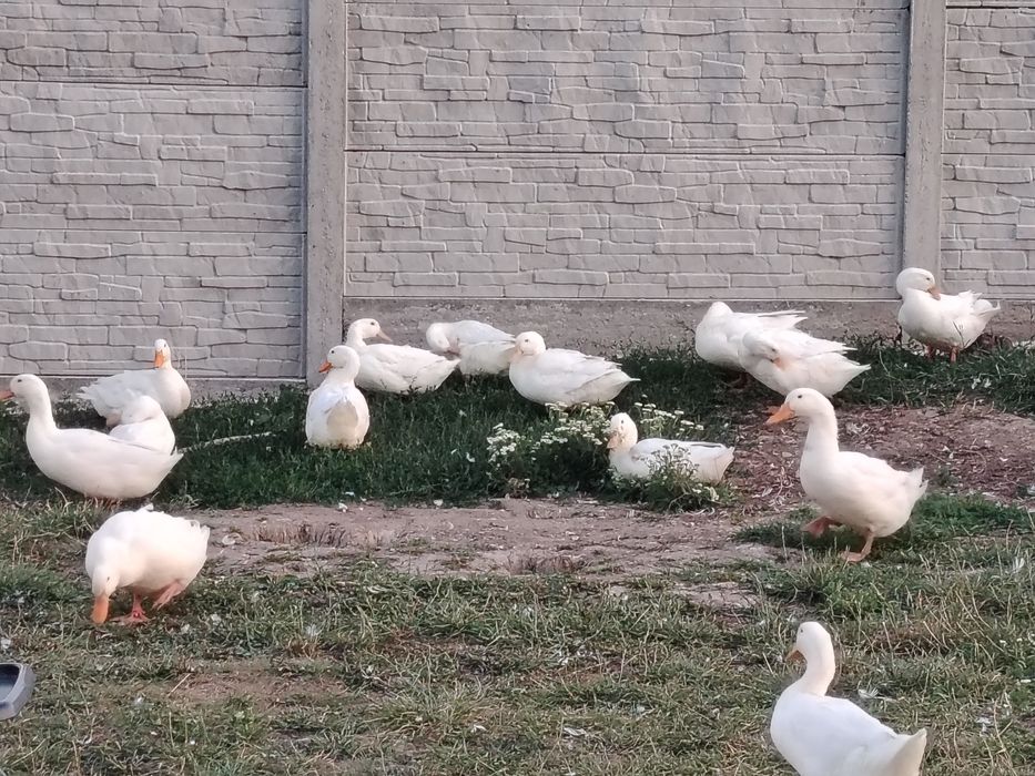 20 rațe bio, aprilie 2025 – sănătoase, crescute natural