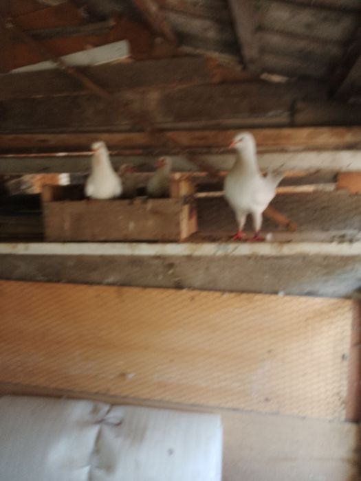 Porumbei circani albi