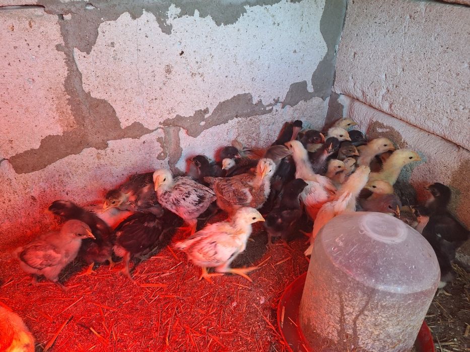 De vânzare pui de tara