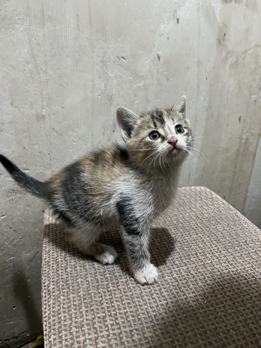 Отдам котят даром