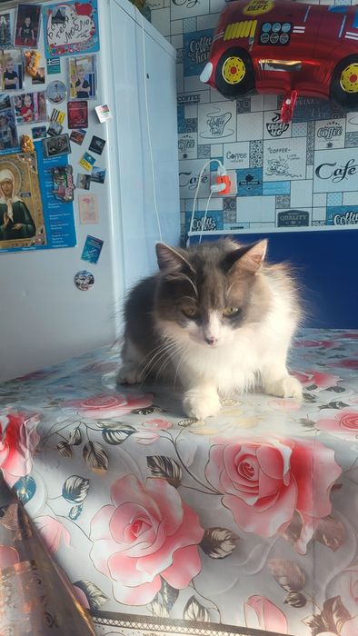 Молодой котик в добрые руки