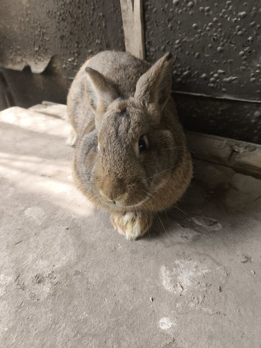 Продаем кроликов или обмен