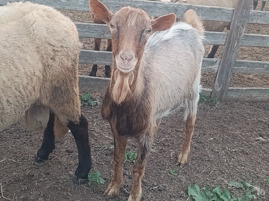 Țapi  metis anglonubian și metis alpin de vânzare