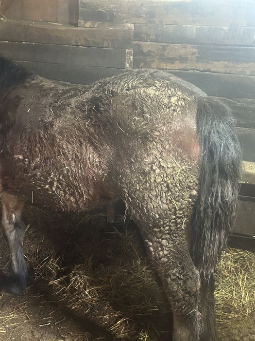 2 Mânzi de vânzare