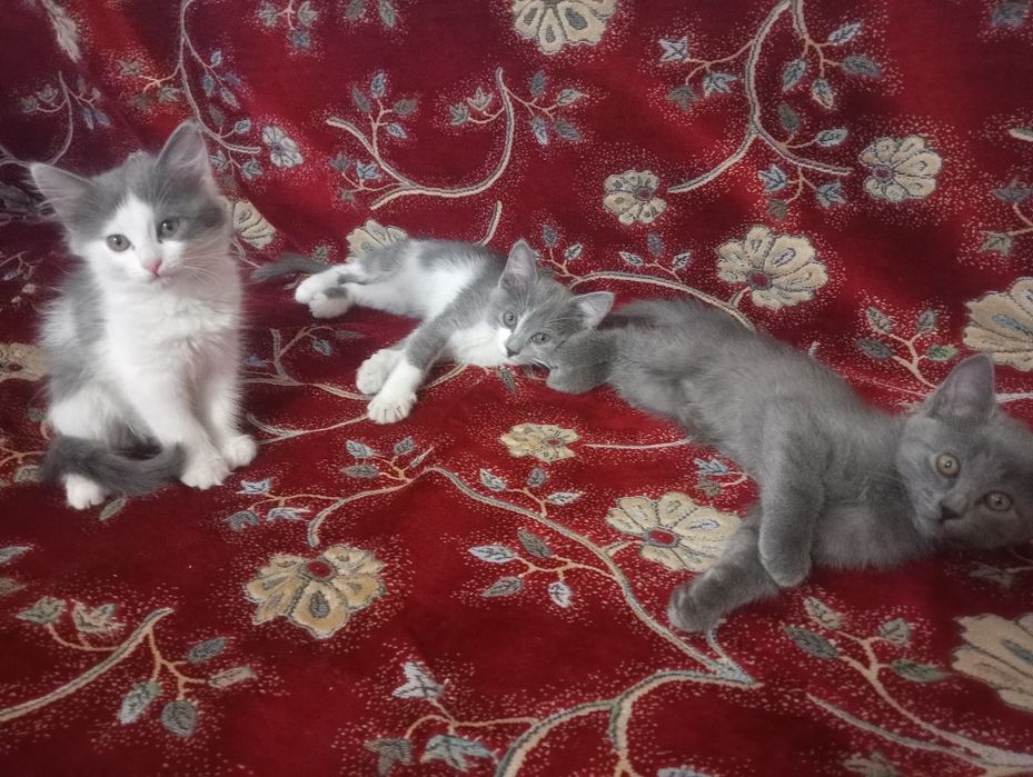 Котята, дети кошки