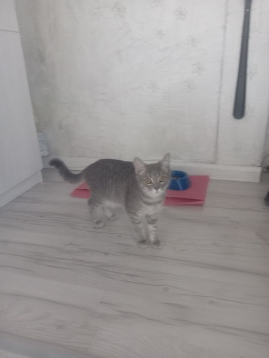 Отдам даром кошку