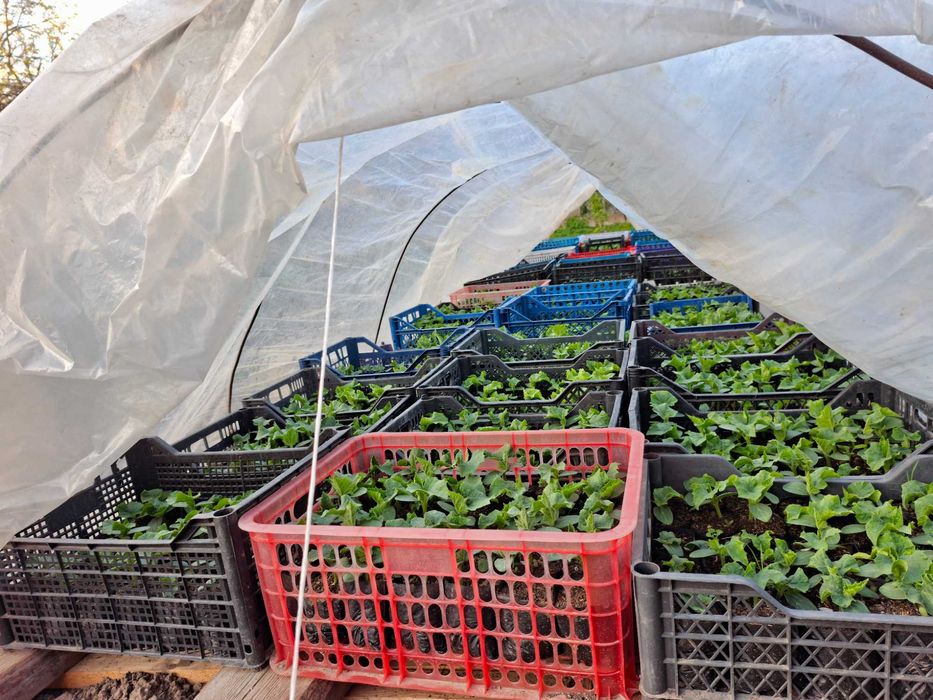 Bodring ko'chati (KIBAN)