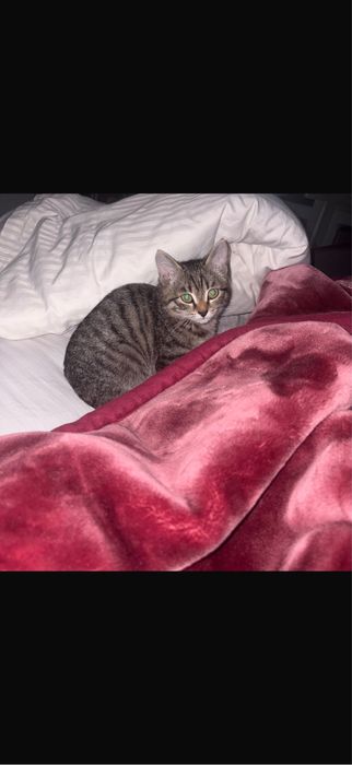 Котенок мальчик ласковый