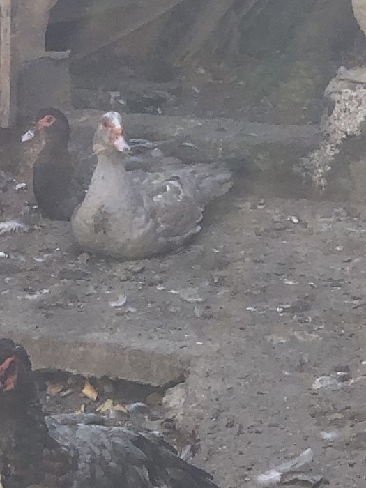 Мускусные утки самцы