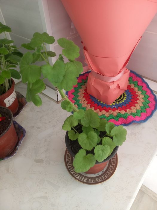 Команатние растения