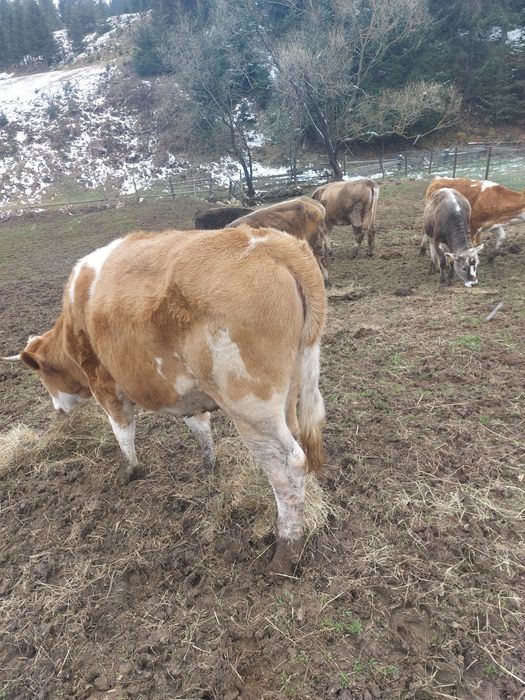 Junici baltata și bruna la alegere