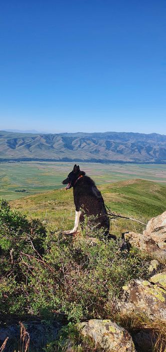 Вязка РЕЛ Руско Евпопейская Лайка