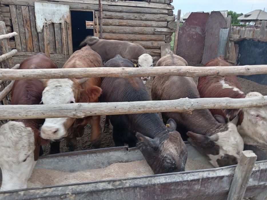 Продам откормленных бычки