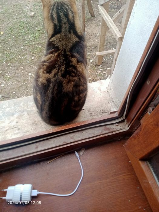 Продам котенка мальчика ,6мес.