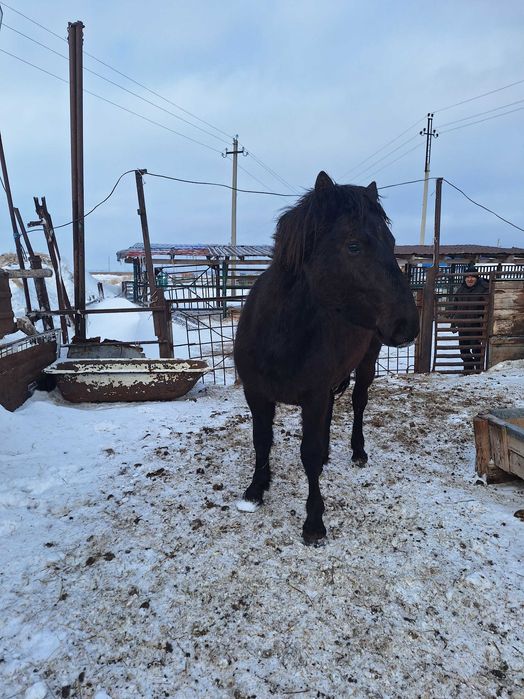 Продам жеребца полутяж.