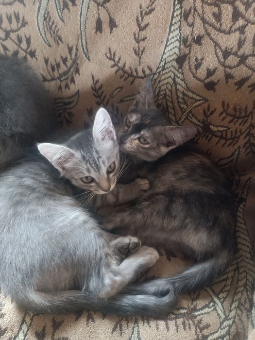 Отдам четырех месячных кошечек.