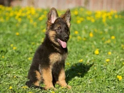 Немецкая овчарка