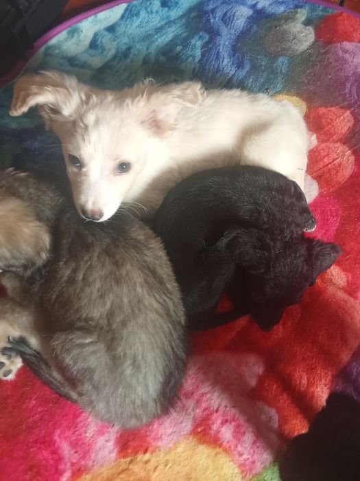 Метисы самое только в добрые руки