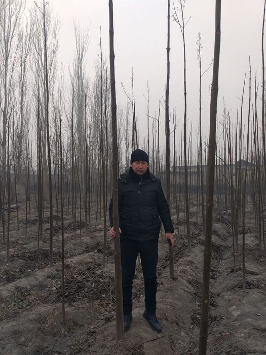 Pavloniya - M1  va Shangton navlari