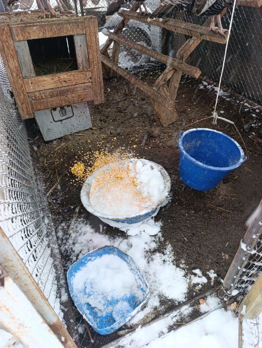 Индюк индюки индюки