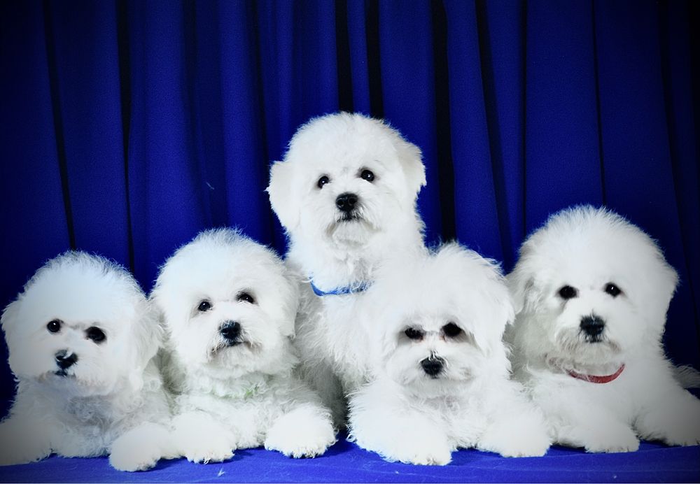 Щенки Бишон Фризе