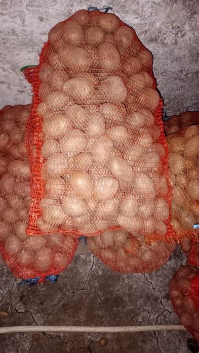 Vând cartofi bio  netratati naturali albi