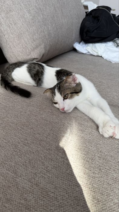 Котенок в добрые руки